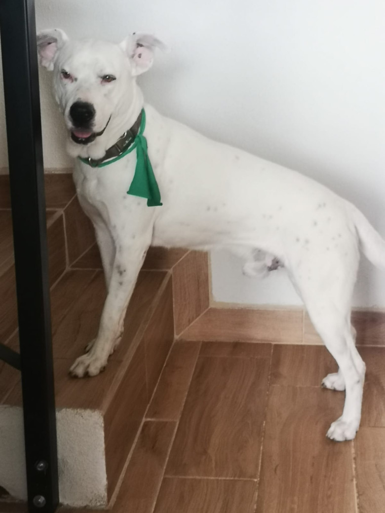 Corre con tu perro este Domingo