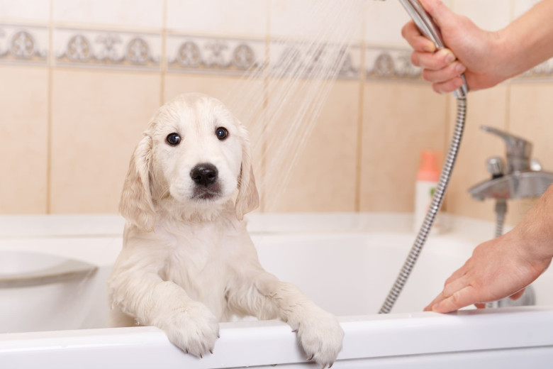 La importancia del agua caliente para tus mascotas 🐶🐱