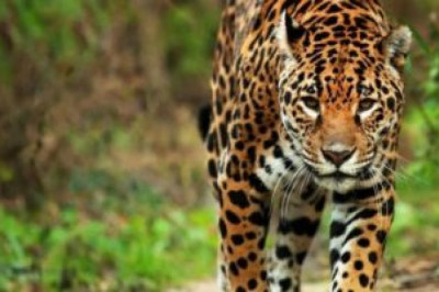 Se han visto Jaguares constantemente en Petén