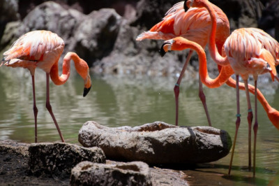 5 actividades que puedes hacer en el zoológico La Aurora