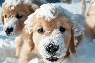 SORA IA: Impactantes Videos Creados por Inteligencia Artificial