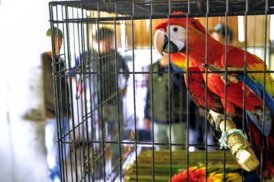 Liberan 20 guacamayas rojas en el Parque Nacional Laguna del Tigre