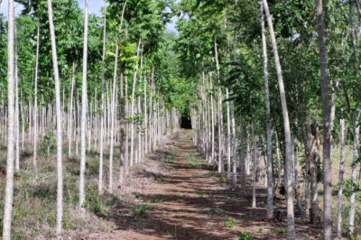 PROBOSQUE beneficia a más de 900 familias