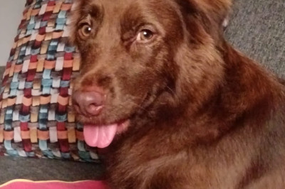 Promueven sanciones fuertes por maltrato animal