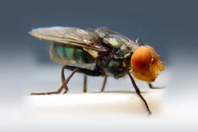 Emprenden medidas contra casos de gusano barrenador