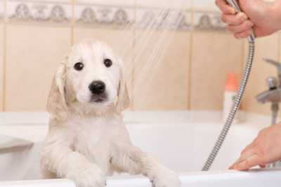 ¡Agua caliente siempre disponible para ti y tus mascotas!