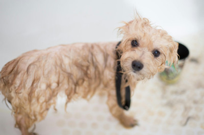 Tu perrito feliz empieza con un buen grooming