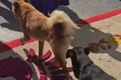 Perritos irrumpen en alfombra y se vuelven virales en procesión