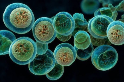 EE. UU. registra cerca de dos mil casos de Cyclospora, parásito que causa diarrea abundante