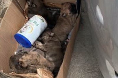 Abandonan cinco cachorros en Antigua Guatemala